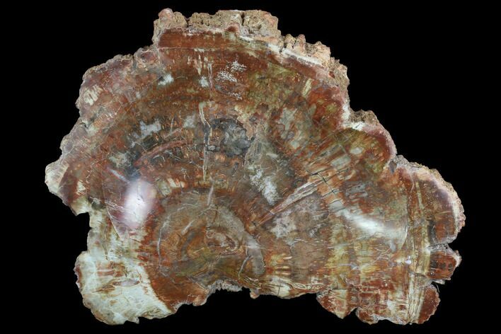 Polished Madagascar Petrified Wood Dish - Madagascar #98292